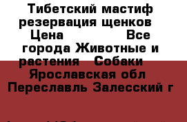Тибетский мастиф резервация щенков › Цена ­ 100 000 - Все города Животные и растения » Собаки   . Ярославская обл.,Переславль-Залесский г.